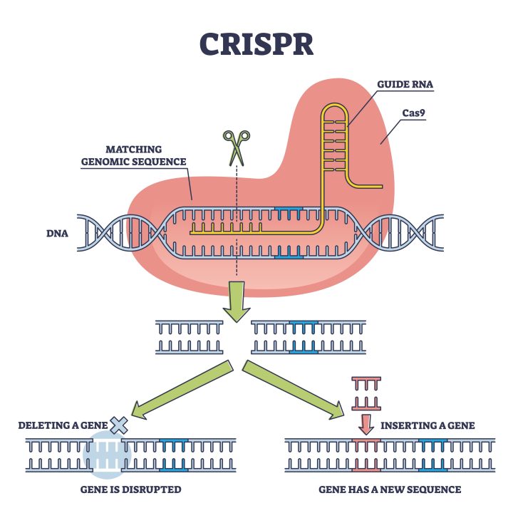 CRISPR Mechanism